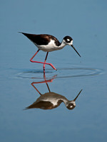 Himantopus mexicanus BLACK-NECKED STILT 8036028z