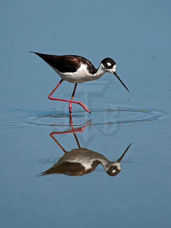 Himantopus mexicanus  BLACK-NECKED STILT 8036028z