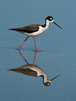 Himantopus mexicanus BLACK-NECKED STILT 8036030z