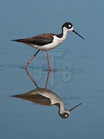 Himantopus mexicanus  BLACK-NECKED STILT 8036030z
