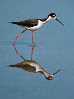 Himantopus mexicanus BLACK-NECKED STILT 8036032z