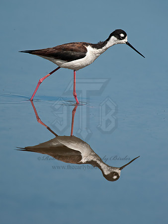 Himantopus mexicanus  BLACK-NECKED STILT 8036032z