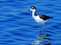 Himantopus mexicanus BLACK-NECKED STILT 109033z
