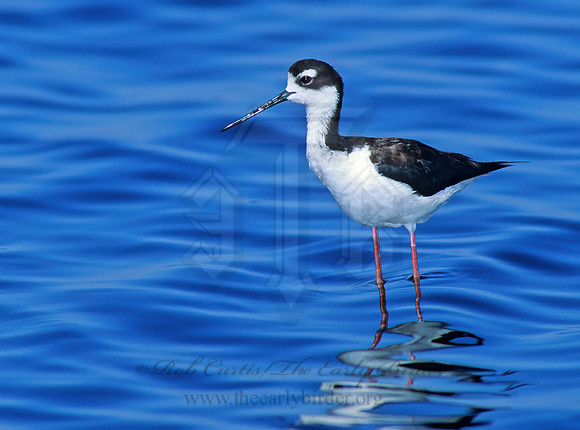 Himantopus mexicanus  BLACK-NECKED STILT 109033z