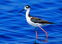 Himantopus mexicanus BLACK-NECKED STILT 109103z