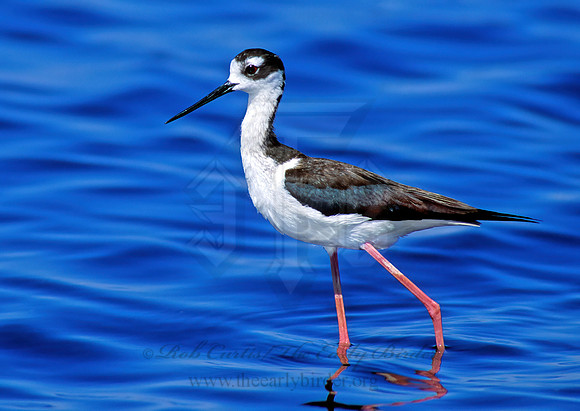 Himantopus mexicanus  BLACK-NECKED STILT 109103z