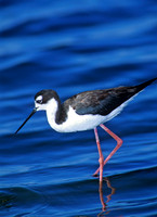 Himantopus mexicanus  BLACK-NECKED STILT 109025z