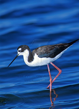 Himantopus mexicanus  BLACK-NECKED STILT 109025z
