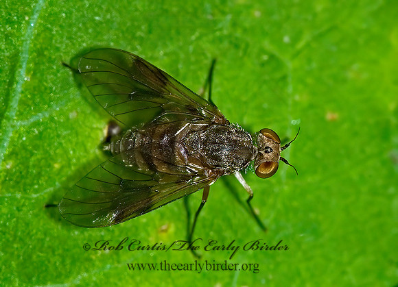 Chrysopilus quadratus  SNIPE FLY 6007069z