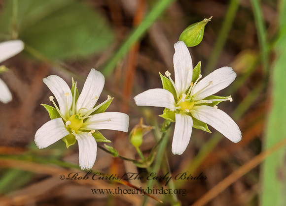Micranthes pensylvanica  SWAMP SAXIFRAGE 281725z