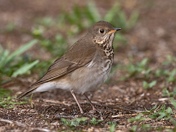 Catharus minimus  GRAY-CHEEKED THRUSH 3030178z-