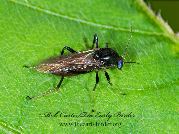 Palpomyia~  BITING MIDGE 6010031z