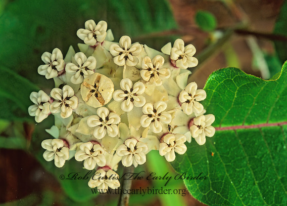 Asclepias variegata  WHITE FLOWERED MILKWEED 170923z