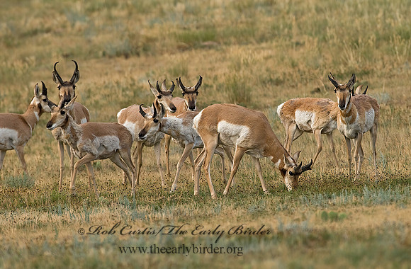 Antilocapra americana  PRONGHORN 7011618z