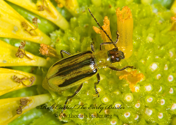 Diiabrotica vergifera 6011328z