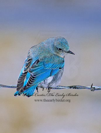 Sialia currucoides  MOUNTAIN BLUEBIRD  119722z