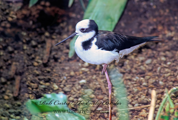 Himantopus h. knudseni  HAWAIN STILT 59027z
