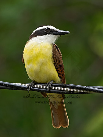 Pitangus sulphuratus  GREAT KISKADEE 3036393z