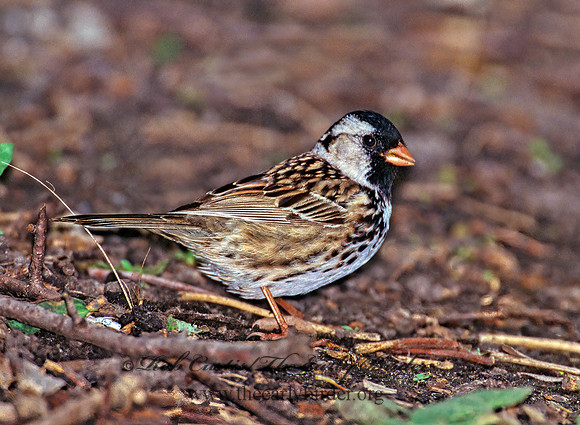 Zonotrichia querula  HARRIS'S SPARROW 299609z
