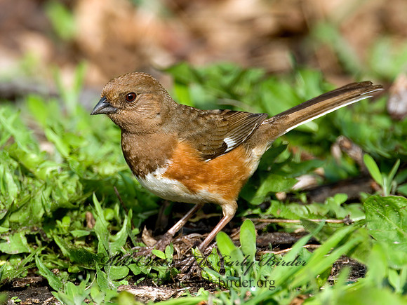 Pipilo erythrophthalmus  EASTERN TOWHEE 6003110z