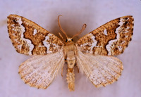 Caripeta divisata GRAY SPRUCE LOOPER MOTH 294429z