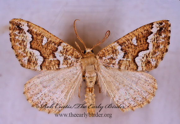 Caripeta divisata GRAY SPRUCE LOOPER MOTH 294429z