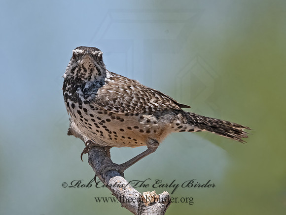 Campylorhynchus brunneicapillus  CACTUS WREN 3033851z