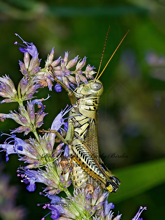 Melanoplus differentialis  DIFFERENTIAL GRASSHOPPER 6012731z