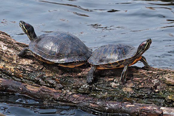Trachemys scripta elegans  RED EARED SLIDER  8021514z