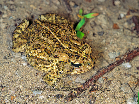 Anaxyrus fowleri  FOWLER'S TOAD  114021  z