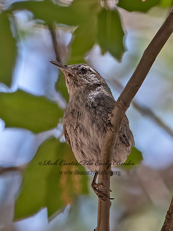 Thryomanes bewickii  BEWICK'S WREN 3037485z