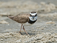 Charadrius wilsonia WILSON'S PLOVER 7004338z