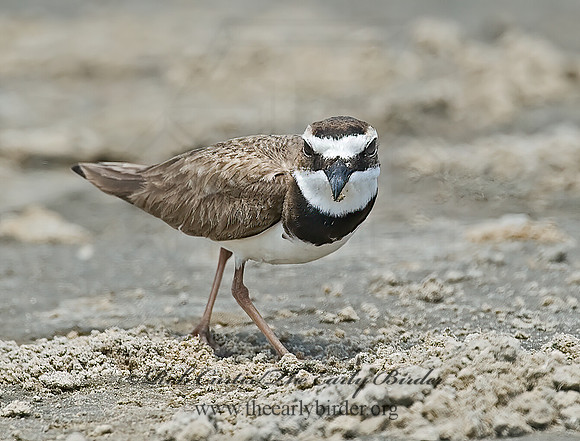 Charadrius wilsonia  WILSON'S PLOVER 7004338z