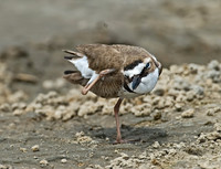 Charadrius wilsonia WILSON'S PLOVER 7004381z