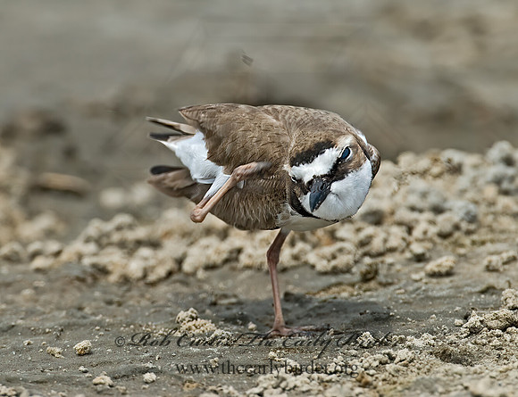 Charadrius wilsonia  WILSON'S PLOVER 7004381z