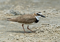 Charadrius wilsonia WILSON'S PLOVER 7004358z