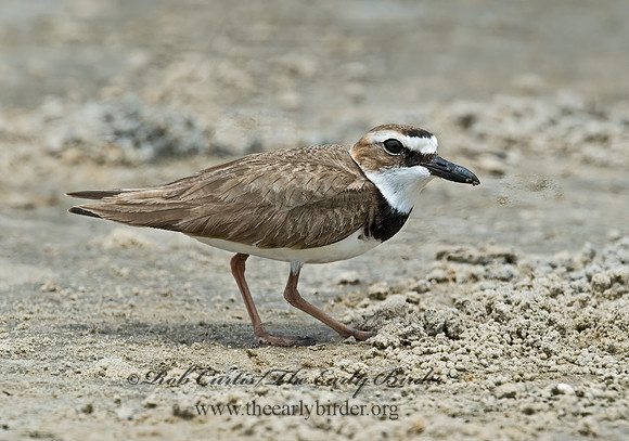 Charadrius wilsonia  WILSON'S PLOVER 7004358z