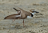 Charadrius wilsonia WILSON'S PLOVER 7004364z