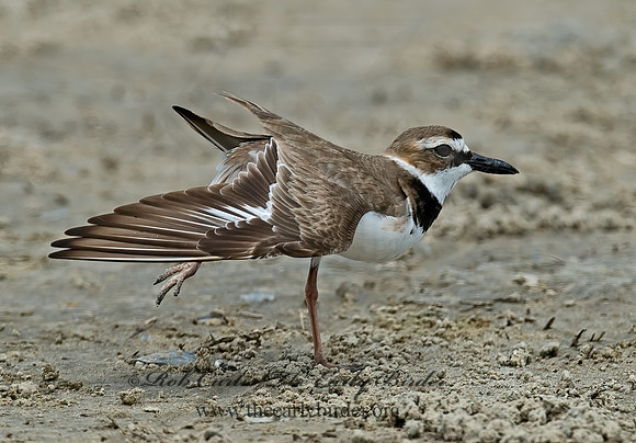 Charadrius wilsonia  WILSON'S PLOVER 7004364z