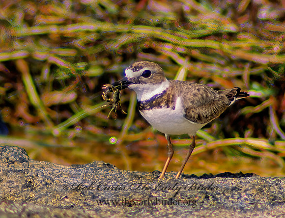 Charadrius wilsonia  WILSON'S PLOVER 18627z