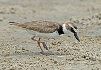 Charadrius wilsonia WILSON'S PLOVER 7004361z
