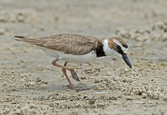 Charadrius wilsonia  WILSON'S PLOVER 7004361z