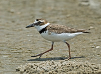 Charadrius wilsonia WILSON'S PLOVER 7004318z