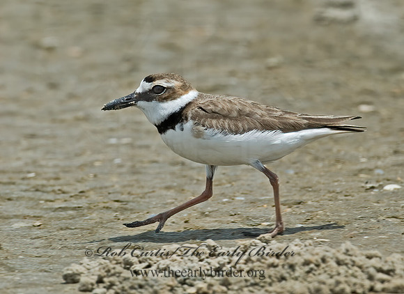 Charadrius wilsonia  WILSON'S PLOVER 7004318z