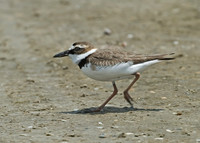 Charadrius wilsonia WILSON'S PLOVER 7004319z