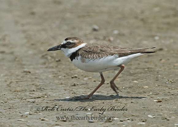 Charadrius wilsonia  WILSON'S PLOVER 7004319z