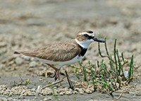 Charadrius wilsonia WILSON'S PLOVER 7004326z
