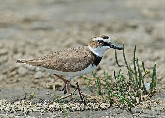 Charadrius wilsonia  WILSON'S PLOVER 7004326z