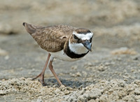 Charadrius wilsonia WILSON'S PLOVER 7004330z