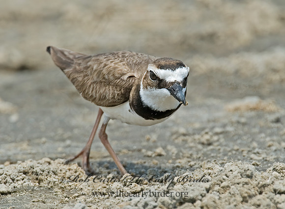 Charadrius wilsonia  WILSON'S PLOVER 7004330z